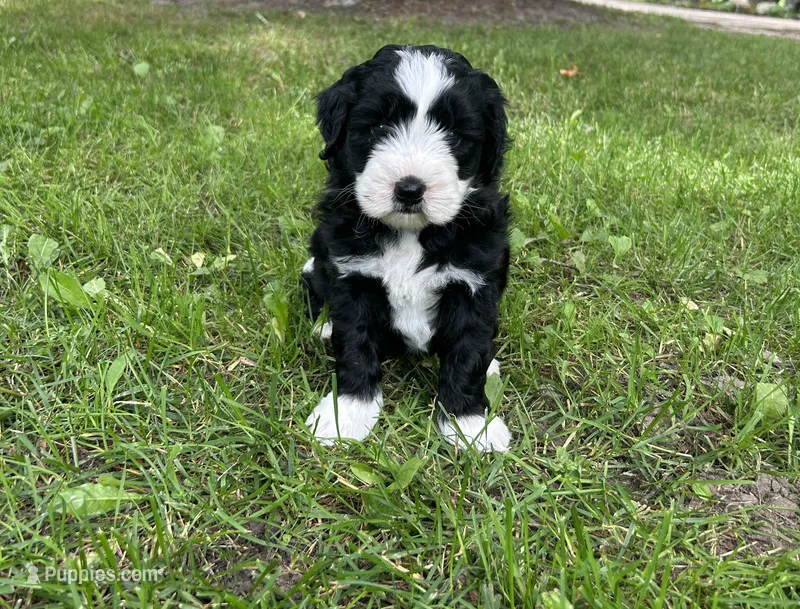 Dominoe – Miniature Bernedoodle puppy for sale in Clare, MI