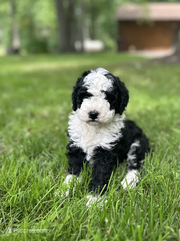 Misty – Miniature Bernedoodle puppy for sale in Clare, MI