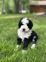 Misty, a female Miniature Bernedoodle for sale in Clare, MI – 1 of 6