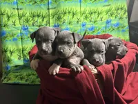 Ten pups, a male American Pit Bull Terrier for sale in Virginia Beach, VA – 8 of 10