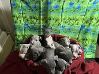 Ten pups, a male American Pit Bull Terrier for sale in Virginia Beach, VA – 10 of 10