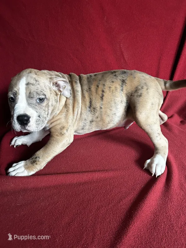 Rocko – American Bully puppy for sale in Virginia Beach, VA
