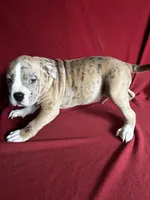 Rocko, a male American Bully for sale in Virginia Beach, VA – Photo 1 of 5