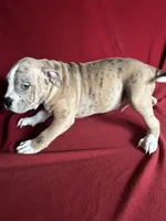 Rocko, a male American Bully for sale in Virginia Beach, VA – Photo 4 of 5
