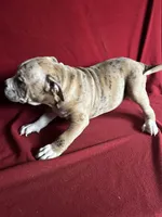 Rocko, a male American Bully for sale in Virginia Beach, VA – Photo 3 of 5