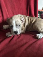 Rocko, a male American Bully for sale in Virginia Beach, VA – Photo 2 of 5