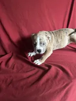 Rocko, a male American Bully for sale in Virginia Beach, VA – Photo 5 of 5