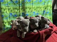 Ten pups, a male American Pit Bull Terrier for sale in Virginia Beach, VA – 3 of 10