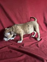 Reese, a female American Bully for sale in Virginia Beach, VA – Photo 6 of 6