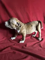 Reese, a female American Bully for sale in Virginia Beach, VA – Photo 2 of 6