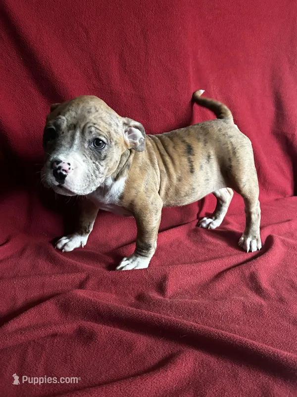 Reese – American Bully puppy for sale in Virginia Beach, VA