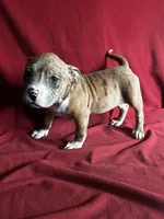 Reese, a female American Bully for sale in Virginia Beach, VA – Photo 1 of 6