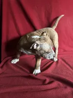 Reese, a female American Bully for sale in Virginia Beach, VA – Photo 3 of 6