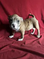 Reese, a female American Bully for sale in Virginia Beach, VA – Photo 4 of 6