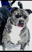 Reese, a female American Bully for sale in Virginia Beach, VA – 7 of 8