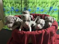 Ten pups, a male American Pit Bull Terrier for sale in Virginia Beach, VA – 2 of 10