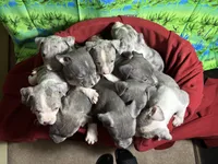 Ten pups, a male American Pit Bull Terrier for sale in Virginia Beach, VA – 5 of 10