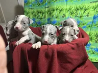 Ten pups, a male American Pit Bull Terrier for sale in Virginia Beach, VA – 9 of 10