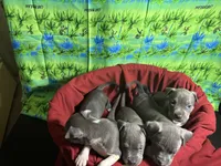 Ten pups, a male American Pit Bull Terrier for sale in Virginia Beach, VA – 6 of 10