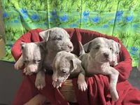 Ten pups, a male American Pit Bull Terrier for sale in Virginia Beach, VA – 7 of 10