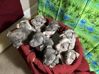 Ten pups, a male American Pit Bull Terrier for sale in Virginia Beach, VA – 1 of 10