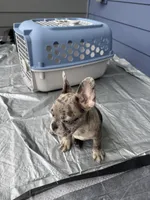 Sleepy, a male French Bulldog for sale in Atlanta, GA – Photo 4 of 4