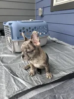 Sleepy, a male French Bulldog for sale in Atlanta, GA – Photo 3 of 4