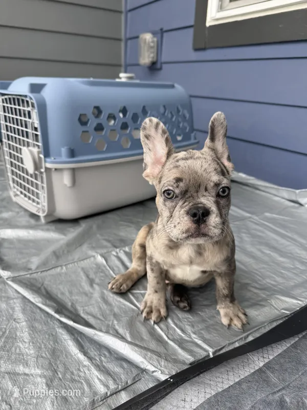Sleepy – French Bulldog puppy for sale in Atlanta, GA