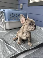 Sleepy, a male French Bulldog for sale in Atlanta, GA – Photo 2 of 4