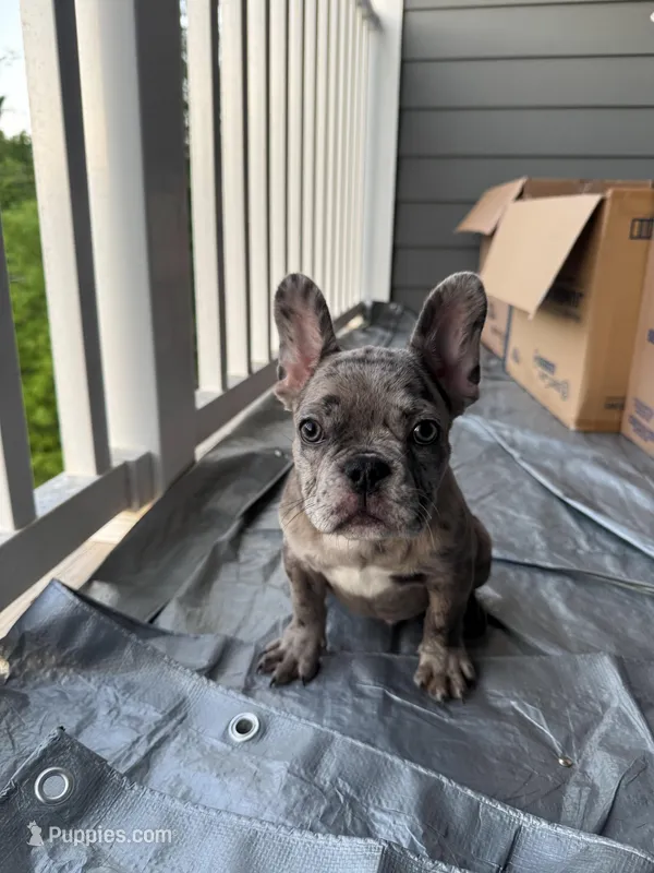 Sleepy – French Bulldog puppy for sale in Atlanta, GA