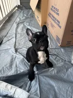 Coco, a male French Bulldog for sale in Atlanta, GA – Photo 2 of 3