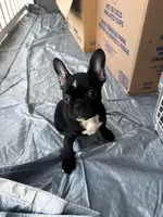 Coco, a male French Bulldog for sale in Atlanta, GA – Photo 3 of 3