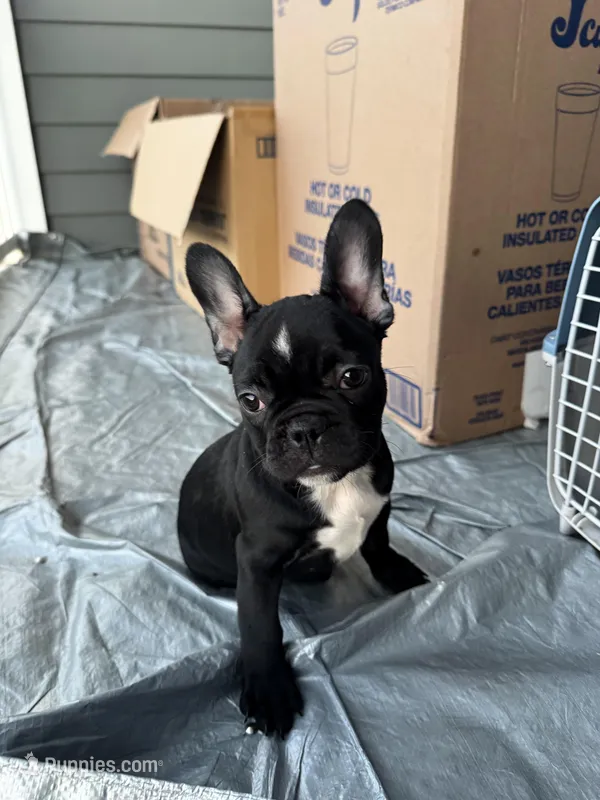 Coco – French Bulldog puppy for sale in Atlanta, GA