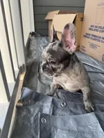 Juju, a male French Bulldog for sale in Atlanta, GA – Photo 2 of 4