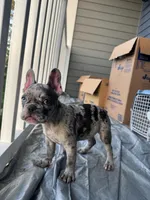 Juju, a male French Bulldog for sale in Atlanta, GA – Photo 3 of 4