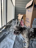 Juju, a male French Bulldog for sale in Atlanta, GA – Photo 4 of 4