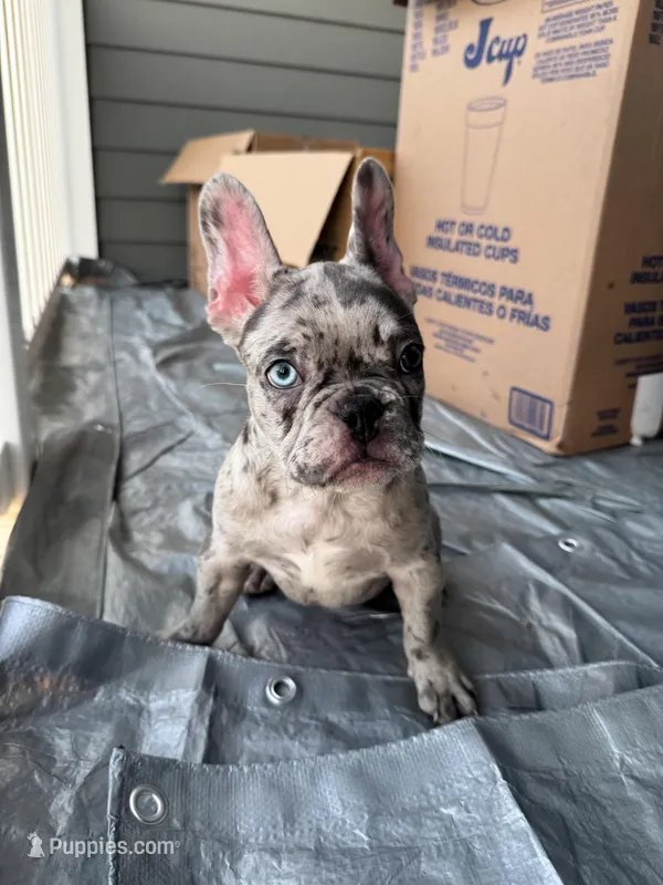 Juju – French Bulldog puppy for sale in Atlanta, GA
