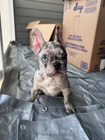 Juju, a male French Bulldog for sale in Atlanta, GA – Photo 1 of 4