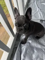 MoJo , a male French Bulldog for sale in Atlanta, GA – Photo 4 of 4