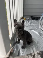 MoJo , a male French Bulldog for sale in Atlanta, GA – Photo 2 of 4