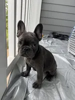 MoJo , a male French Bulldog for sale in Atlanta, GA – Photo 3 of 4