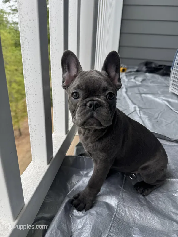MoJo  – French Bulldog puppy for sale in Atlanta, GA