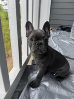 MoJo , a male French Bulldog for sale in Atlanta, GA – Photo 1 of 4