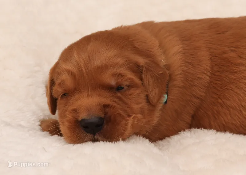 Utah – Golden Retriever puppy for sale in Springfield, AR