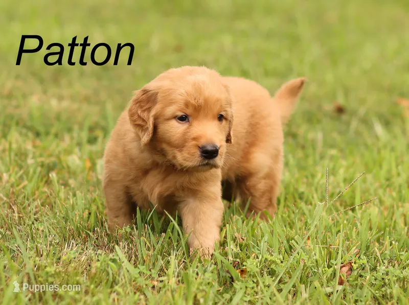 Patton – Golden Retriever puppy for sale in Springfield, AR