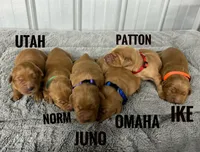 Patton, a male Golden Retriever for sale in Springfield, AR – 3 of 7