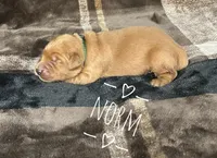 Norm, a male Golden Retriever for sale in Springfield, AR – 1 of 7