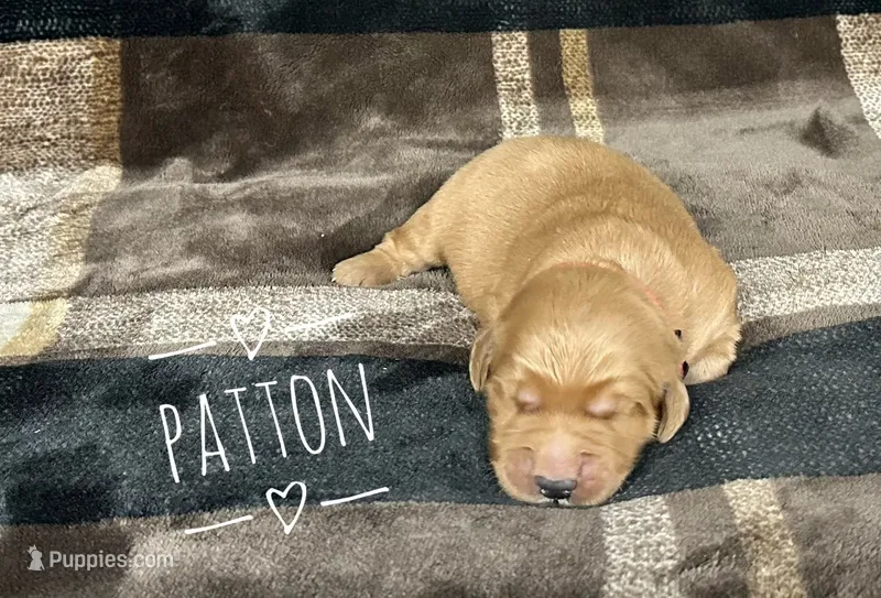 Patton – Golden Retriever puppy for sale in Springfield, AR
