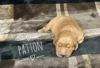 Patton, a male Golden Retriever for sale in Springfield, AR – 1 of 7