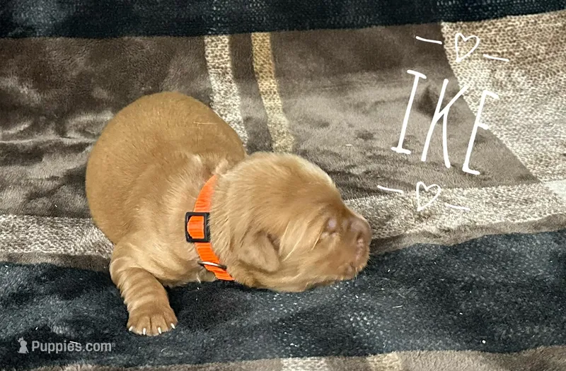 Ike – Golden Retriever puppy for sale in Springfield, AR